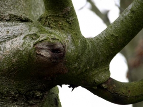 Stromy - Nosorožec