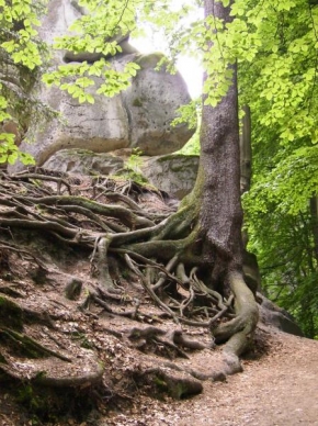 Stromy - V Českém Ráji