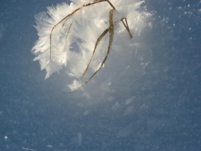 Královna zima - Ledové květy