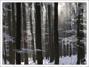 Královna zima - Zima v bukovém lese