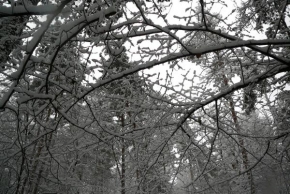 Královna zima - Zima v lese