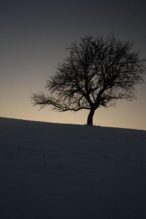 Královna zima - Strom v zimě