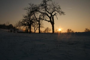 Královna zima - Stromy v zimě