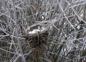 Královna zima - Opuštěné hnízdo