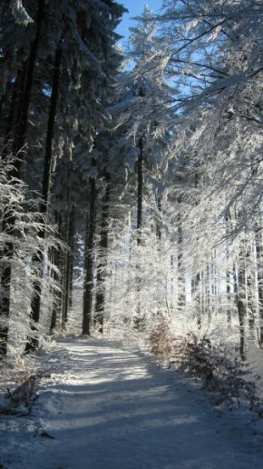 Královna zima - Cestou lesem
