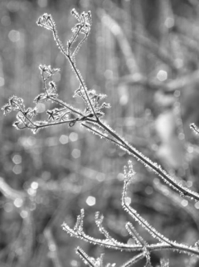 Královna zima - Zimní květ