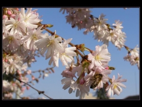 Půvaby květin - Sakura