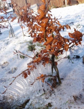 Královna zima - Zamrzlý stromeček