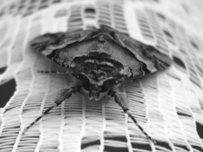 Makrofotografie - Noční motýl