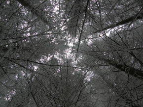 Královna zima - Zamrzlá střecha lesa