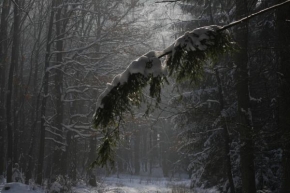 Jakub Mattas - Zima v lese