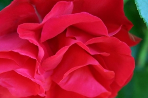 Půvaby květin - Rose