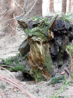 Stromy - Dřevěný pes