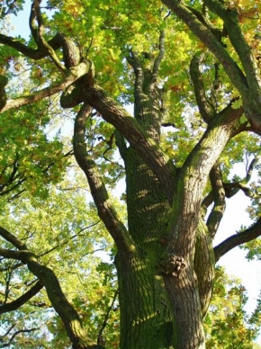 Stromy - V zákrutech větvoví...