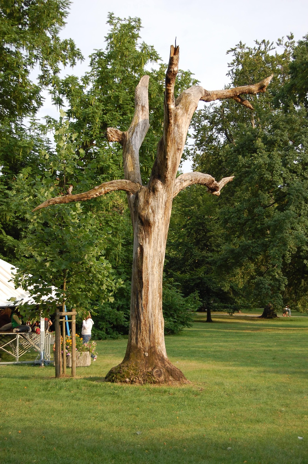 Udržovaný strom