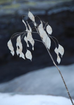 Mojmír Klímek - Zimní květ
