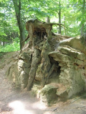 Stromy - Kamenný strom