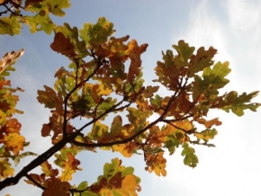 Stromy - Podpis podzimu