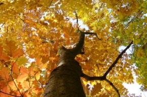 Stromy - Podzimní nálada