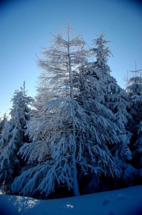 Královna zima - Na kraji lesa