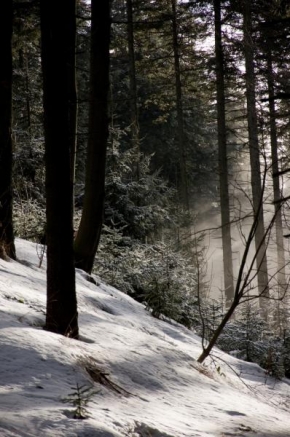 Královna zima - V lese...