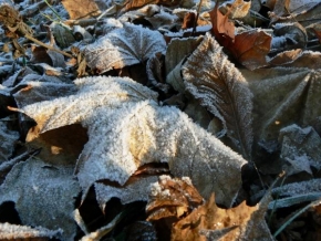 Královna zima - Spadané listí
