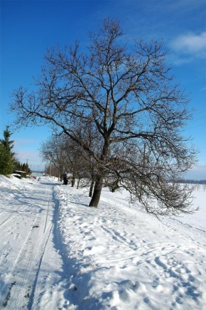 Královna zima - Wintertree