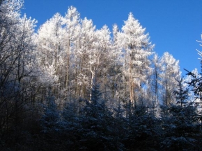 Královna zima - Zasněžený les