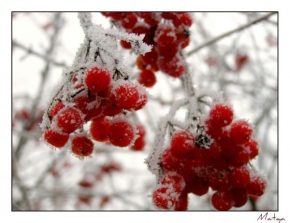 Královna zima - Berries