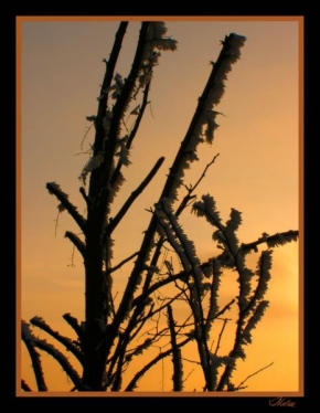 Královna zima - Zimny strom pri zapade
