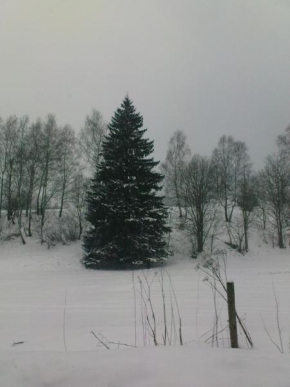 Královna zima - Jediny jehličnatý strom