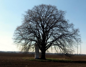 Stromy - Samotář