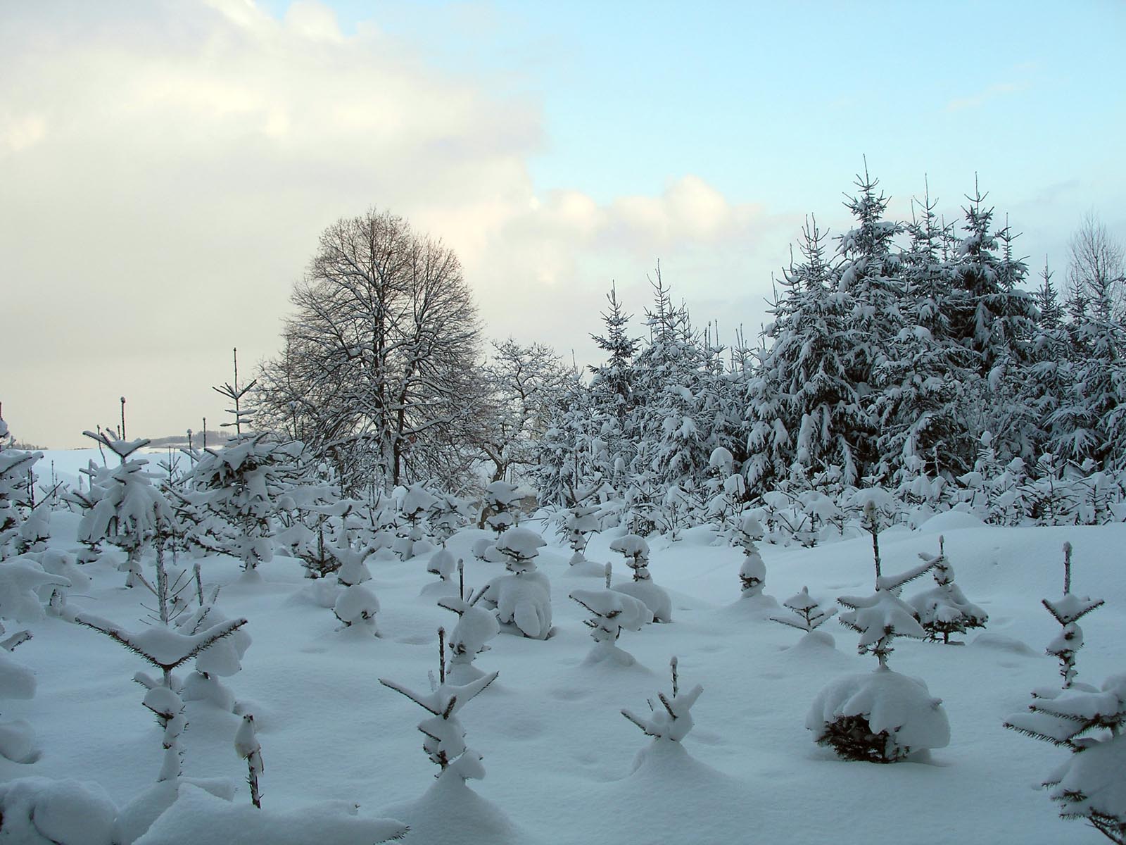 Smrky pod sněhovou přikrývkou