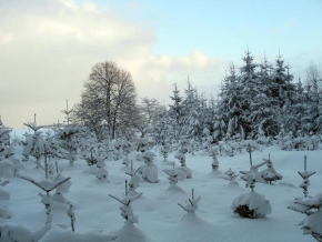 Královna zima - Smrky pod sněhovou přikrývkou