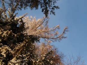 Královna zima - Koruny stromů