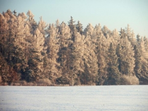 Královna zima - Les v zimě