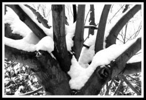 Královna zima - Strom