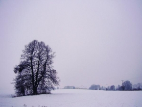 Královna zima - Osamělý strom