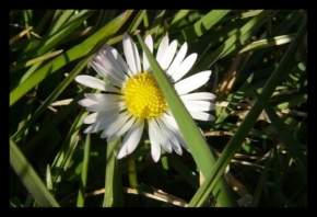 Půvaby květin - Sedmikráska