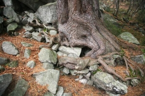 Stromy - Kořeny v suti