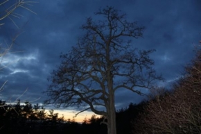 Po setmění - Tajemný strom