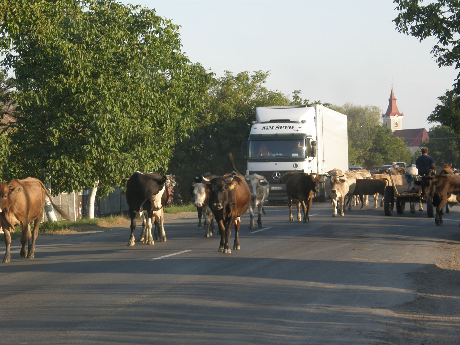 Krávy vs. kamion