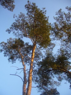 Stromy - Velikán