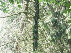 Stromy - Mechový kožíšek