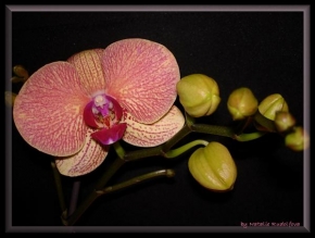Natálie Rudolfová - Orchidea