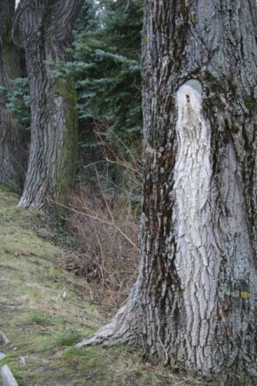 Klaudia Príbišová - Víla v strome