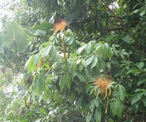 Půvaby květin - Divoký kakaovník