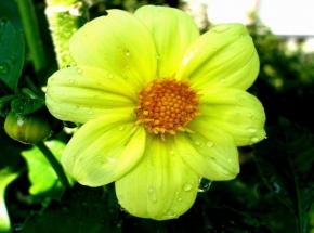 Půvaby květin - Jiřinka po dešti