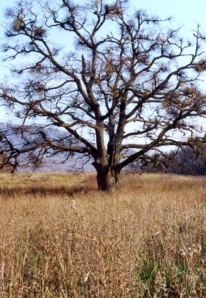 Stromy - Koruna