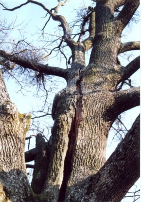Stromy - Vrásky staroby